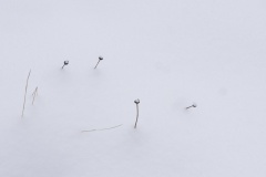 Canadian-garden-Simon-Springate-Best-Set-Subject-B-Grade-Print-Oct-2024