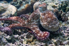 Octopus-Nicole-Andrews-Commended-Open-A-Grade-PDI-Sep-2024