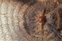 Textures-Kaye-Linsdell-Highly-Commended-Set-Subject-A-Grade-PDI-Sep-2024