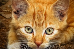 Stalking-Ian-Bock-Commended-Open-A-Grade-Print-Sep-2024