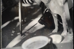 25-Jen-Voudiotis-Cafe-with-dog-2024-So-Latte-Exhibition