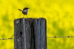 2025 APR PDI Awards: Judge - Alli Harper; Set Subject - Triptych