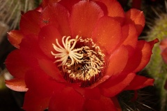 Cactus-Flower-Stefanie-Wendler-Canning-Commended-Open-B-Grade-PDI-Apr-2025