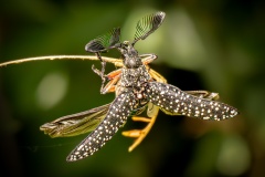 Feathered-Beetle-Ken-Gosbell-Highly-Commended-Open-A-Grade-PDI-Apr-2025
