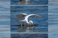 Fishing-Egret-Nicole-Andrews-Commended-Set-Subject-A-Grade-PDI-Apr-2025