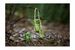 Fun-with-Kermit-Alison-Macleod-Best-Set-Subject-A-Grade-PDI-Apr-2025