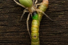 Venoms-embrace-Jo-Kneebone-Commended-Open-B-Grade-PDI-Apr-2025