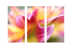 Whispers-in-Abstraction-Jo-Kneebone-Best-Set-Subject-B-Grade-PDI-Apr-2025