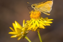 Yellow-Ochre-on-Sticky-Everlasting-Maarten-Grabandt-Highly-Commended-Open-B-Grade-PDI-Apr-2025