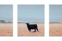 Black-cow-Vitas-Anderson-Commended-Set-Subject-A-Grade-Print-Apr-2025