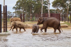 Elephants-Playing-Gail-Morgan-Commended-Open-B-Grade-Print-Apr-2025