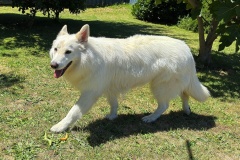Pyrenees-dog-at-Christmas-day-Matthew-Leane-Best-Open-B-Grade-Print-Apr-2025