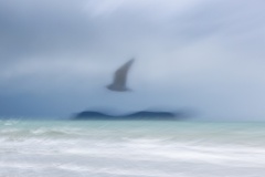 The-Bird-Sally-Paterson-Best-Open-A-Grade-Print-Apr-2025