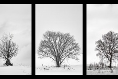 Winter-trees-Gary-Richardson-Best-Set-Subject-A-Grade-Print-Apr-2025