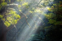 2025 AUG PDI Awards: Judge - Lisa Law; Set Subject - Shadow/Light