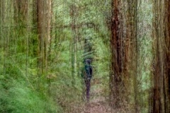 Mystic-forest-Ken-Gosbell-Highly-Commended-Open-A-Grade-PDI-Aug-2025