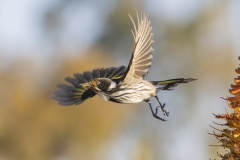 Orange-faced-honeyeater-Phil-Marley-Best-Open-A-Grade-PDI-Aug-2025