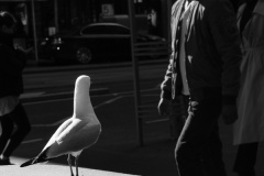 Peoplewatching-Leigh-Dyer-Highly-Commended-Set-Subject-B-Grade-PDI-Aug-2025