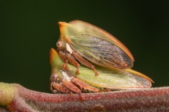 Treehoppers-Nicole-Andrews-Commended-Open-A-Grade-PDI-Aug-2025