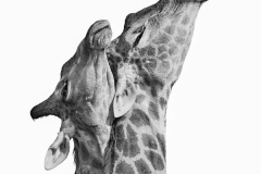 Entwined-Gary-Richardson-Commended-Open-A-Grade-Print-Aug-2025
