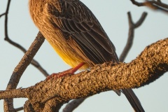 Wattle-bird-Tim-Hunt-Commended-Open-B-Grade-Print-Aug-2025
