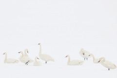 Gary-Richardson-Lesser-swans-on-snowy-lake-PDI-Nature-Highly-Commended