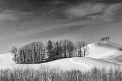 Gary-Richardson-Trees-on-a-hill-Print-Monochrome-Highly-Commended