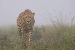 Gary-Richardson-Walking-with-a-cheetah-Print-Nature-Highly-Commended