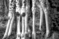 James-Mexias-Family-Print-Monochrome-Highly-Commended