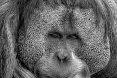 James-Mexias-Smile-PDI-Nature-Highly-Commended