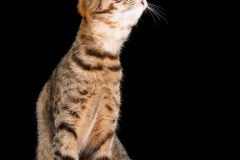 Jess-Holmes-Paws-and-Reflection-PDI-Open-Highly-Commended