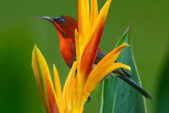 Jo-Kneebone-Crimson-Sunbird-Print-Nature-Highly-Commended
