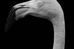 Jo-Kneebone-Flamingo-Focus-Print-Monochrome-Highly-Commended