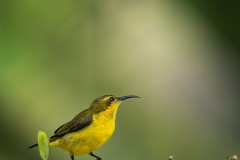 Jo-Kneebone-Morning-Perch-PDI-Nature-Highly-Commended