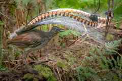 Ken-Gosbell-The-Songster-PDI-Nature-Highly-Commended