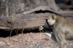 Kenny-Tudhope-Baboon-Print-Nature-Highly-Commended