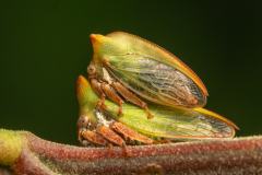 Nicole-Andrews-Mating-Treehoppers-PDI-Nature-Highly-Commended