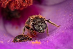 Nicole-Andrews-Pollen-Mayhem-Print-Nature-Highly-Commended