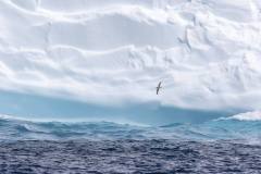 Phil-Marley-A23a-iceberg-with-Southern-Fulmar-PDI-Scapes-Highly-Commended