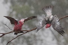 Rebecca-Polonski-Galahs-in-the-Rain-Print-Nature-Best