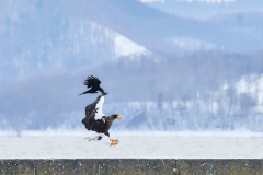 Annoying-crows-Gary-Richardson-Commended-Open-A-Grade-PDI-Feb-2025