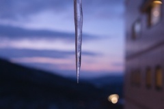 Icicle-Leigh-Dyer-Highly-Commended-Open-B-Grade-PDI-Feb-2025