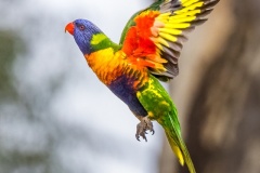 Taking-Flight-Maarten-Grabandt-Best-Open-B-Grade-PDI-Feb-2025