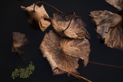 Decay-Glenn-Cockerton-Best-Open-B-Grade-PDI-Jul-2025