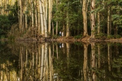 Humans-with-Trees-Stephen-Nagle-Commended-Set-Subject-B-Grade-PDI-Jul-2025