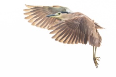 Nankeen-Night-Heron-Phil-Marley-Commended-Open-A-Grade-PDI-Jul-2025