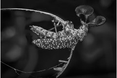 Resting-Feathered-Beetle-Ken-Gosbell-Best-Open-A-Grade-PDI-Jul-2025