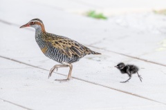 Buff-Banded-Rail-Family-Lesley-Bretherton-Commended-Open-A-Grade-Print-Jul-2025