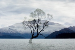 That-Tree-Wanaka-NZ-Sally-Paterson-Best-Open-A-Grade-Print-Jul-2025