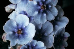 From-the-Darkness-Flowers-Bloom-Jo-Kneebone-Commended-Open-B-Grade-PDI-Jun-2025